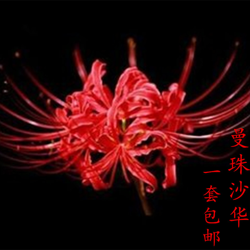 盆栽彼岸花大种球红花石蒜花-曼珠沙华-曼陀罗种子套餐包邮