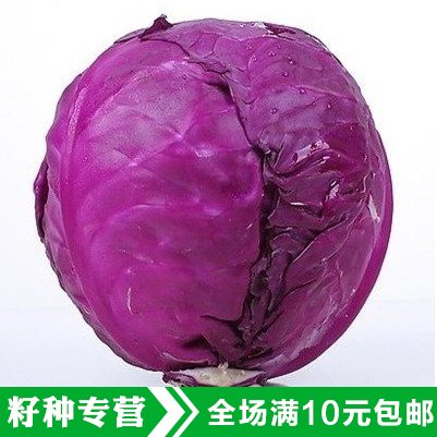 紫甘蓝种子 紫色卷心菜 紫包菜庭院阳台蔬菜种子易种高产菜籽