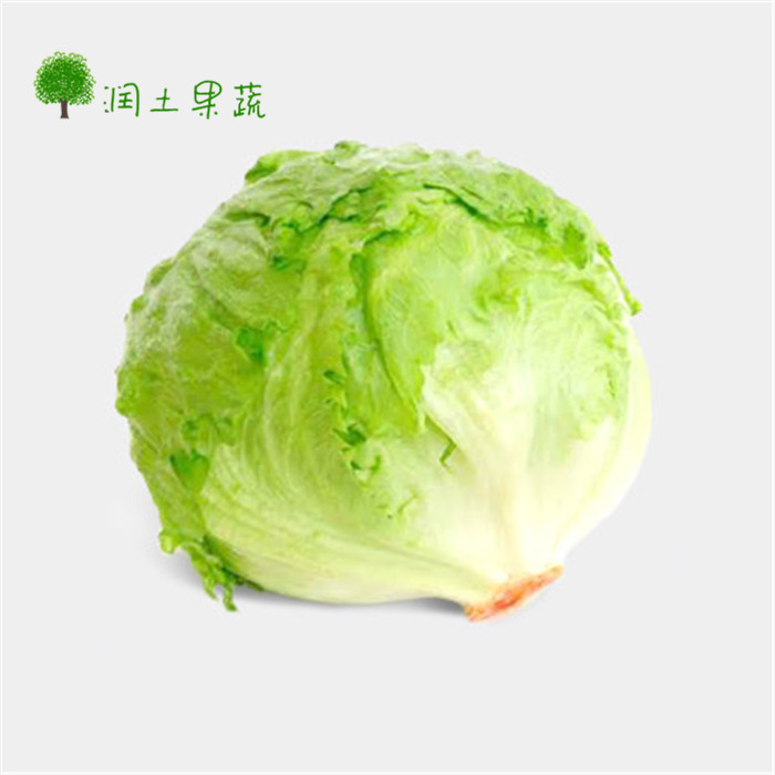 有机新鲜蔬菜 球生菜西生菜圆生菜 蔬菜沙拉色拉西餐配料500g