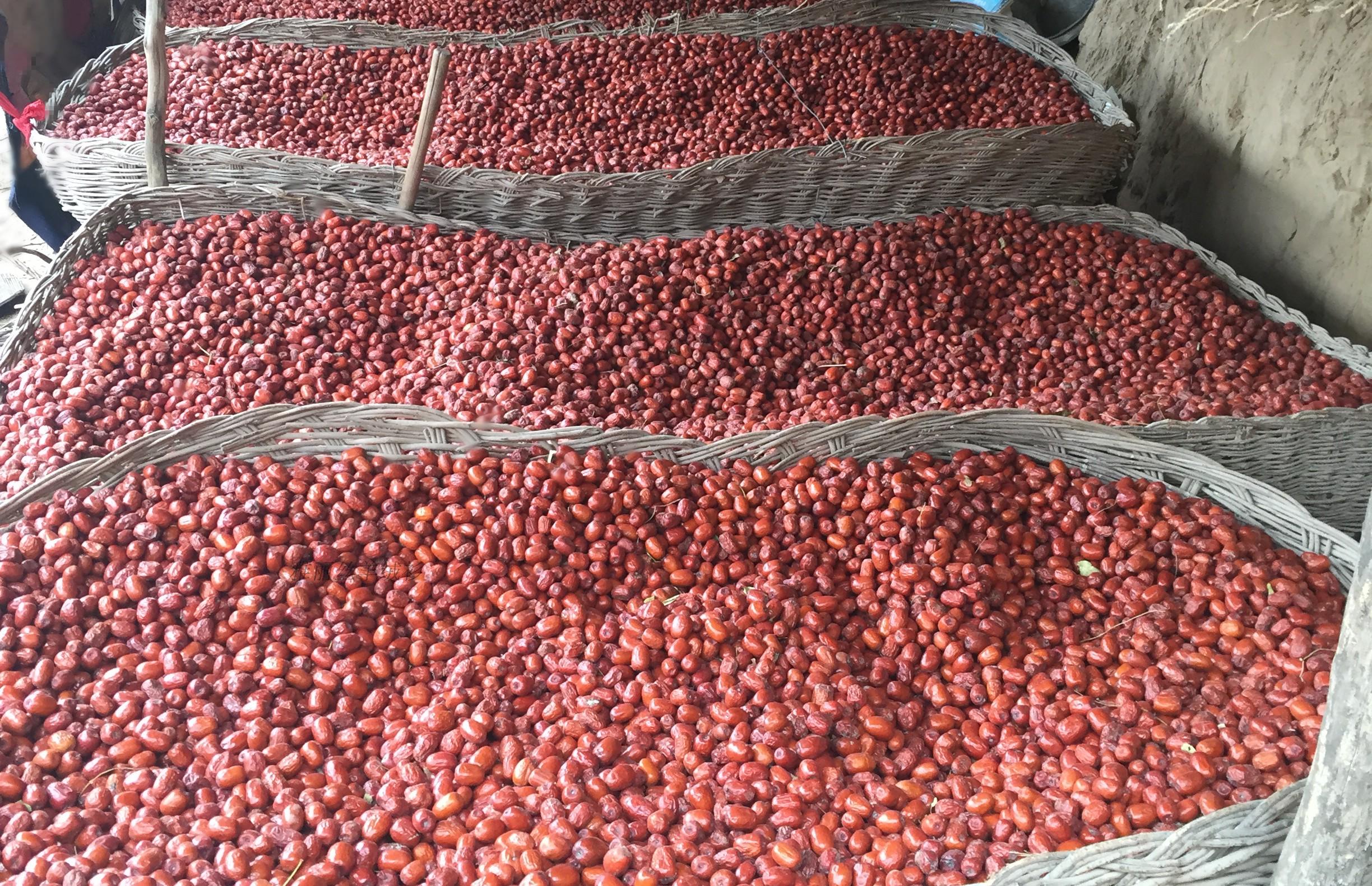 陕西佳县特产 红枣7斤  现枣大枣批发 2.5-3厘米左右