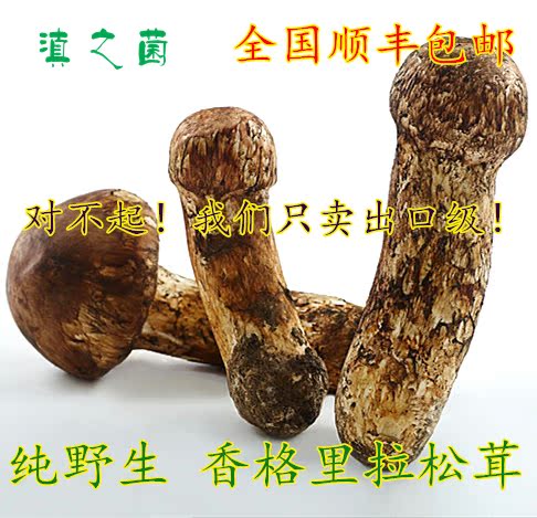 包邮2014香格里拉 新鲜松茸5-12cm出口级 云南特产野生食用松茸菌