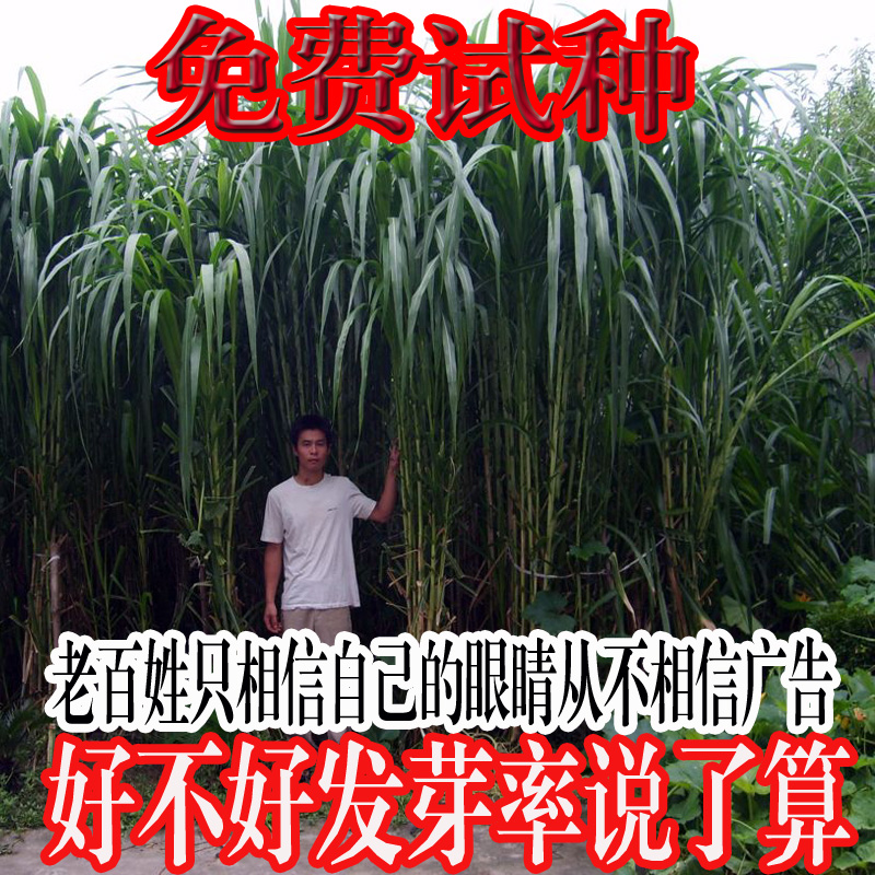 甜象草牧草种子 皇竹草种子 新型黄竹草种子 高产量 包发芽率