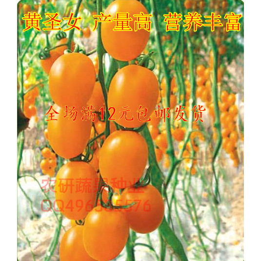 贵妃黄圣女番茄种子樱桃番茄种子 高产 最新种子原厂包装约100粒折扣优惠信息