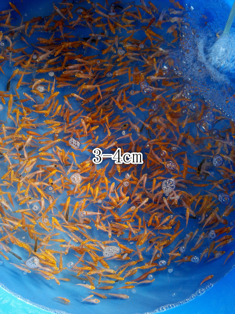 精品红白昭和观赏鱼纯种 正宗日本锦鲤3-4cm活体 冷水鱼苗 混批