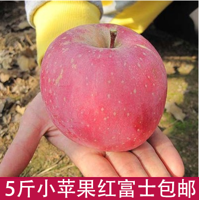 陕西新鲜苹果红富士正宗高山苹果比山东烟台西霞苹果好5斤小苹果