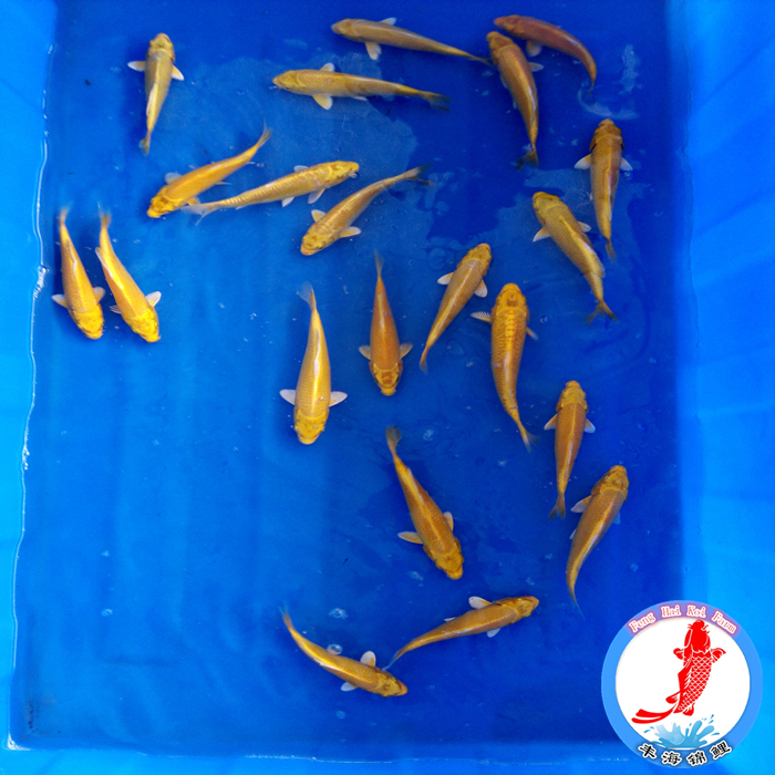 观赏鱼纯种 正宗日本锦鲤 黄金 黄色风水鱼 15cm鱼苗 活体冷水鱼