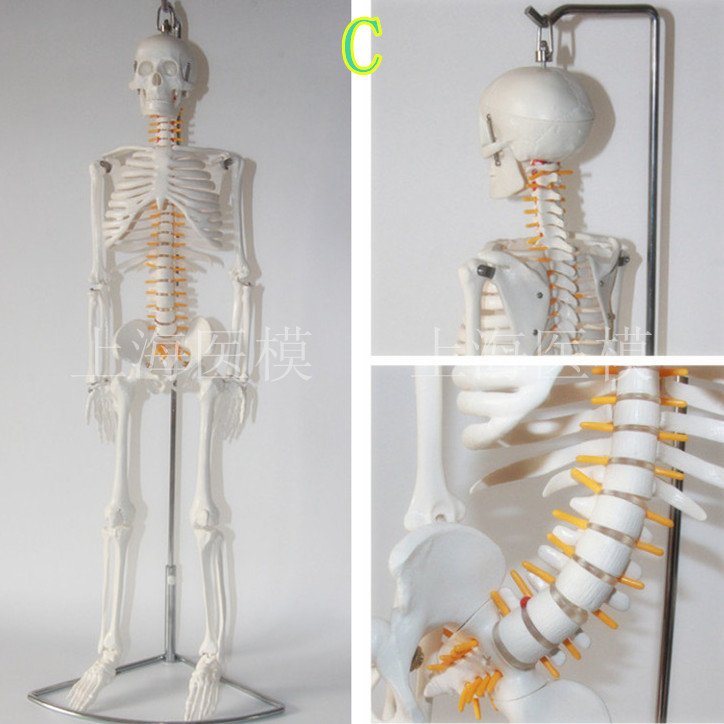 人体骨骼模型85cm 脊柱脊椎神经 椎间盘 医用骨架模型 正骨教学折扣优惠信息
