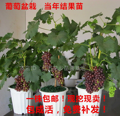 葡萄苗盆栽 葡萄树苗 品种齐全庭院果树苗 当年结果 南方北方种植