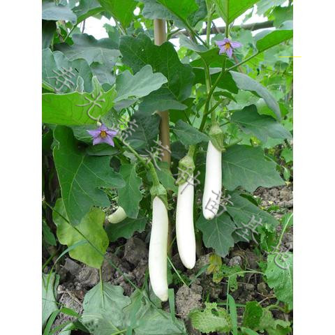 蔬菜种子进口特色白雪公主茄子种子亩产高达1万公斤寿光种子种业