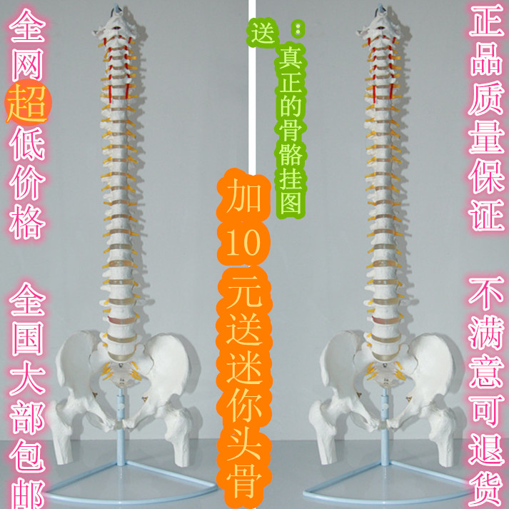 医信/MDCD 1:1人体脊柱模型 人体脊椎模型正骨手法练习脊椎附骨盆折扣优惠信息