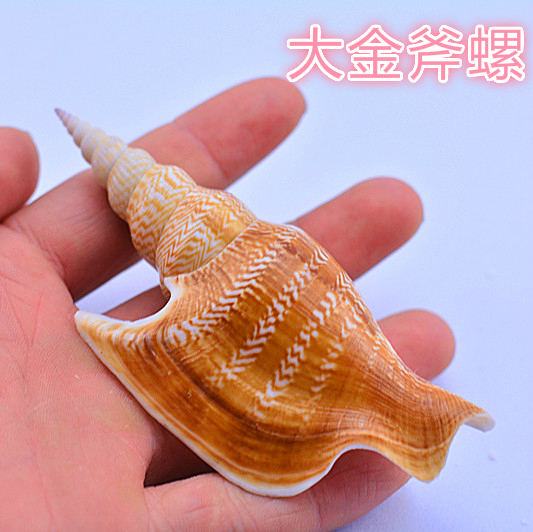 特价天然海螺贝壳金斧螺 收藏摆件礼品装饰 标本螺DIY墙贴鱼缸