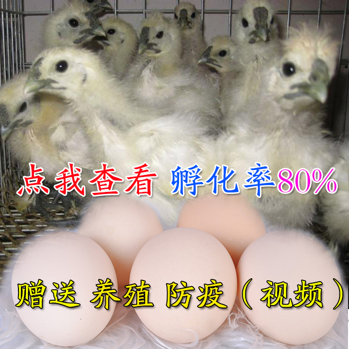 泰和乌鸡种蛋受精种蛋白凤乌骨鸡种蛋土鸡蛋种蛋孵化鸡蛋折扣优惠信息