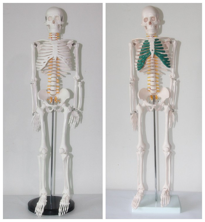 85CM人体骨骼模型附神经椎间盘 医用骨架模型 脊椎神经模型 脊柱折扣优惠信息