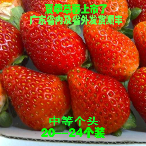 草莓/夏季草莓/新鲜草莓/烘焙专用/深圳关内市区最快2-3小时送达