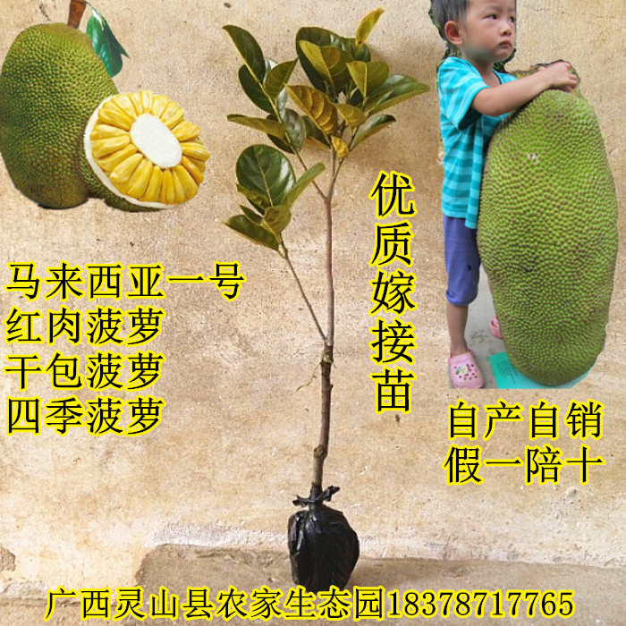 卖4送1 菠萝树苗 菠萝蜜苗 树菠萝 木菠萝 马来西亚一号当年结果折扣优惠信息