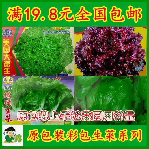 【原装生菜种子】四季蔬菜种子紫叶玻璃生菜籽油麦菜种子满包邮