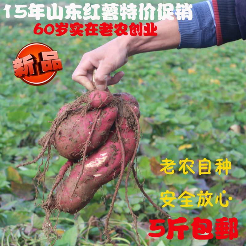 2015新鲜红薯 山东特产地瓜 番薯 山芋 紫皮黄皮地瓜土特产 包邮