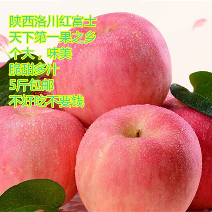 新鲜苹果水果陕西洛川红富士苹果5斤箱装无公害有机水果精品纸袋
