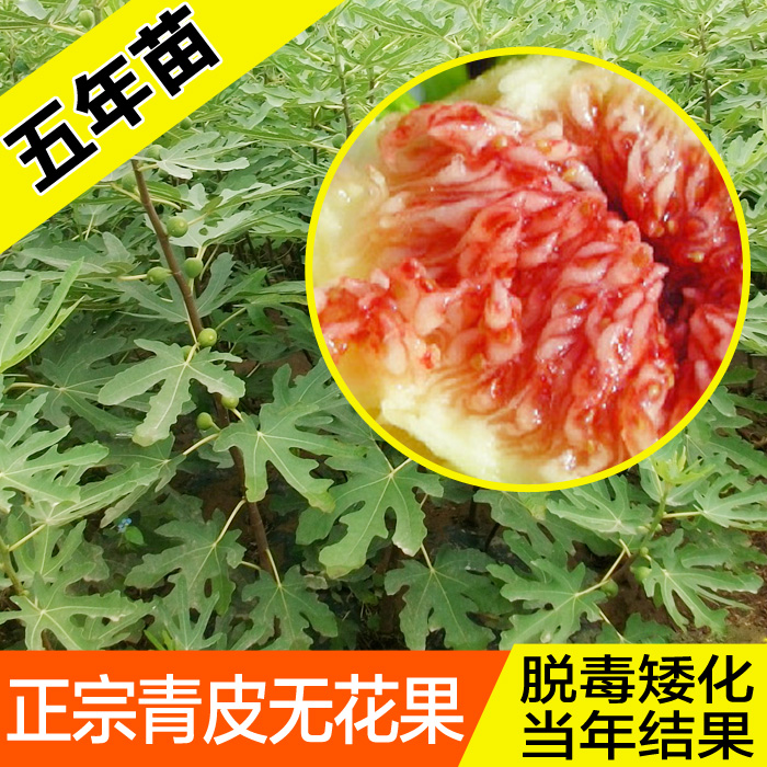 无花果树苗南北方种植盆栽青皮 日本紫果当年结果包成活无花果苗