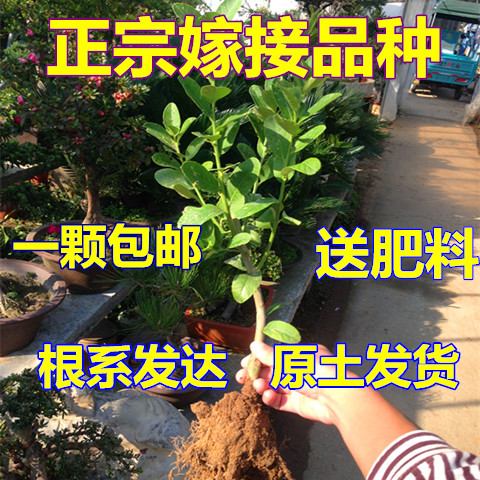 柠檬树苗 南北方种植台湾香水柠檬苗 盆栽青柠檬 黄心黄肉柠檬折扣优惠信息