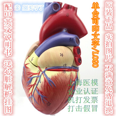 原装正品1:1人体心脏解剖模型 B超彩超 心脏模型 心脏教学模型折扣优惠信息