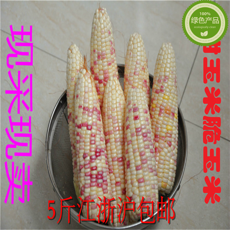 现摘现卖 江苏兴化玉米棒 舌尖上的中国 甜玉米 连皮 包谷苞谷
