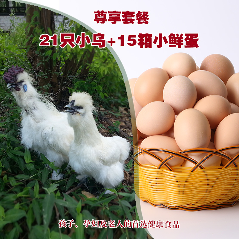 21只乌鸡+15箱小鲜蛋 尊享套餐 纯种放养乌鸡，孕妇月子必备补品