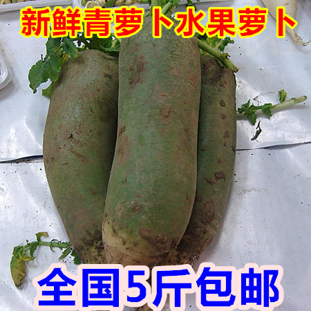 新鲜青萝卜 水果萝卜 徐州弯腰青萝卜 全国五斤包邮