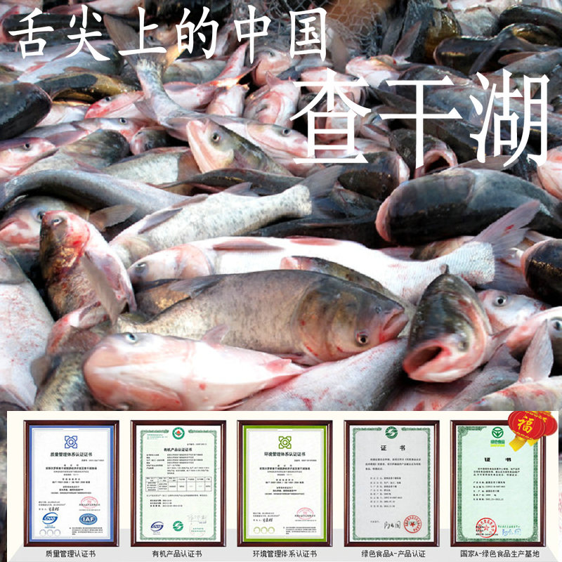 查干湖冬捕野生淡水胖头鱼4至4.5斤1条授权正品特惠包邮贡鱼品质