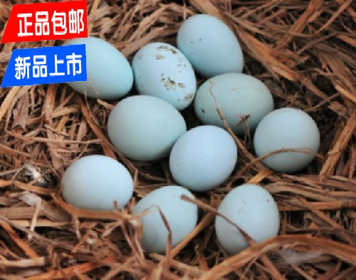 森林绿鸡蛋贵州农村散养绿壳土鸡蛋草鸡蛋散养绿壳鸡蛋10枚包邮
