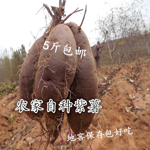 2015年新鲜紫地瓜 紫薯 沂蒙山特产 现挖现发 包邮