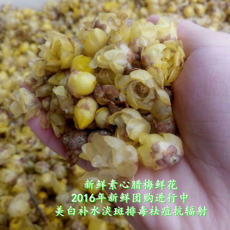 新鲜素心腊梅鲜花 2016年新鲜腌制团购 美白补水淡斑祛痘抗辐射