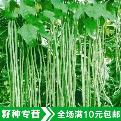 蔬菜种子 特长王|玉龙春秋 天宝 豇豆种子 长达1-1.2米 豆角种子