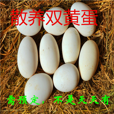 农家散养双黄鹅蛋 土鹅蛋 菜花节 原生态放养新鲜鹅蛋孕妇去胎毒
