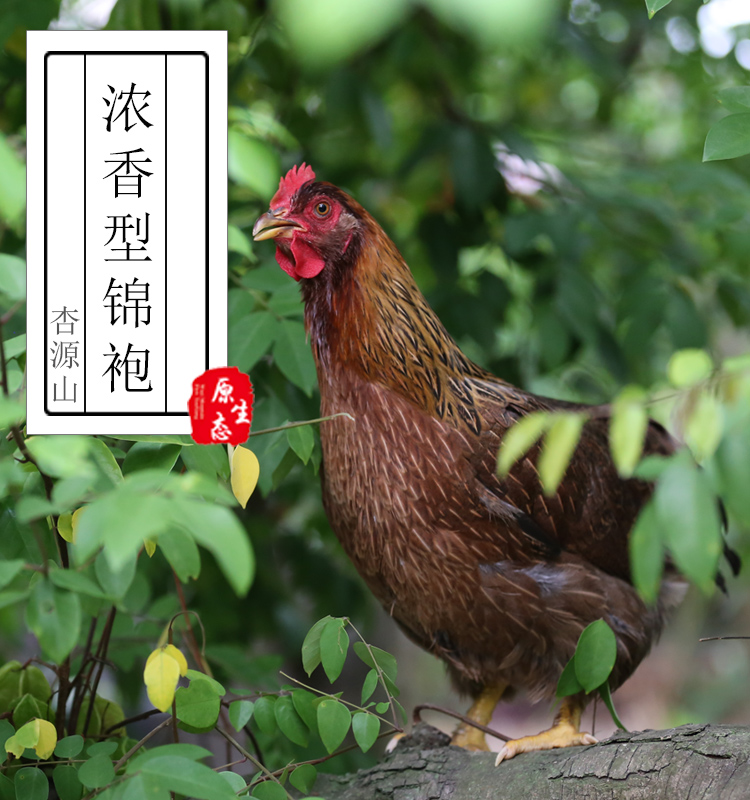 中华原种农家土鸡现杀 杏源山农场散养月子鸡放养土鸡锦袍鸡