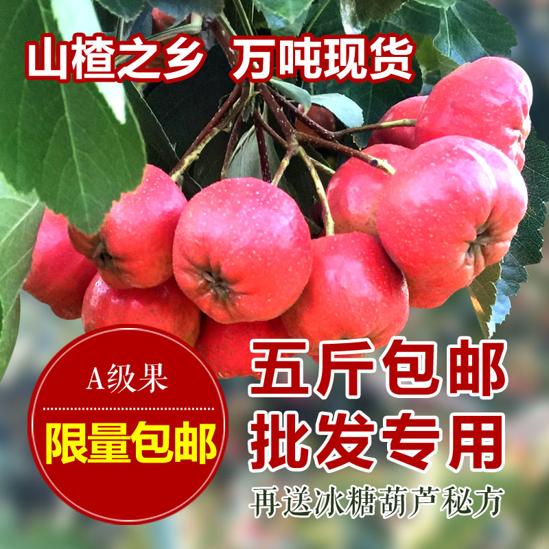 山楂 新鲜山楂水果 2015生鲜山楂果批发糖葫芦消食健胃山东特产