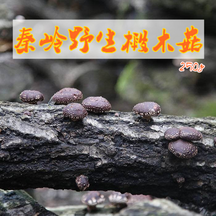 香菇 椴木野生香菇 秦岭香菇 干货 农家自产 250g小冬菇 两件包邮