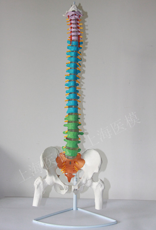 医用人体教学脊柱模型 正骨手法练习 骨骼模型 彩色脊椎模型