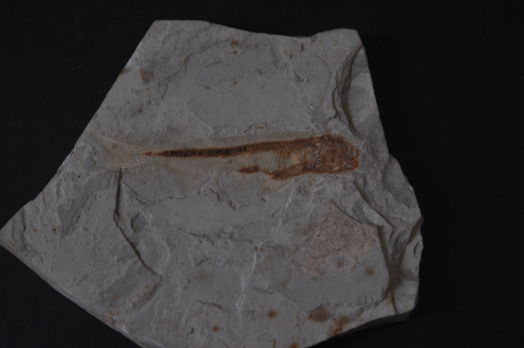 天然上亿年鱼化石标本一条包真品鱼化石风水摆件动物化石折扣优惠信息
