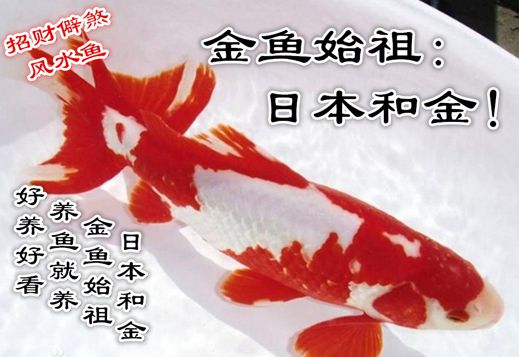 观赏鱼 纯种日本和金 金鱼活体 鱼苗 冷水淡水风水鱼兰寿 合金鱼
