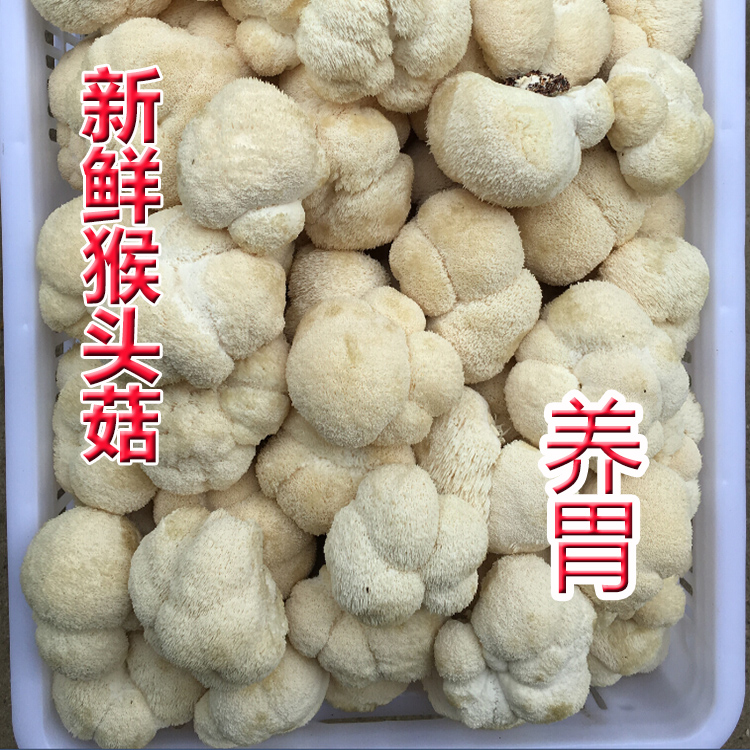 现摘新鲜古田特级猴头菇猴头菌益气养胃新货蘑菇香菇批发500g