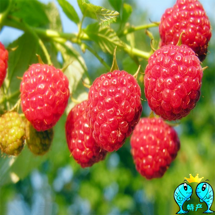 东北红树莓苗 单季双季果树苗 当年结果树莓苗 南北方可种植 包邮