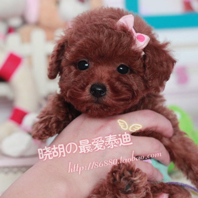 【小胡】宠物 泰迪 幼犬出售 泰迪小狗 宠物狗活体 小型犬公 E96#折扣优惠信息