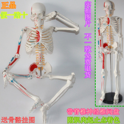 人体骨骼模型85CM 骨架模型 人体骨骼带神经 骨骼肌肉起止点着色折扣优惠信息