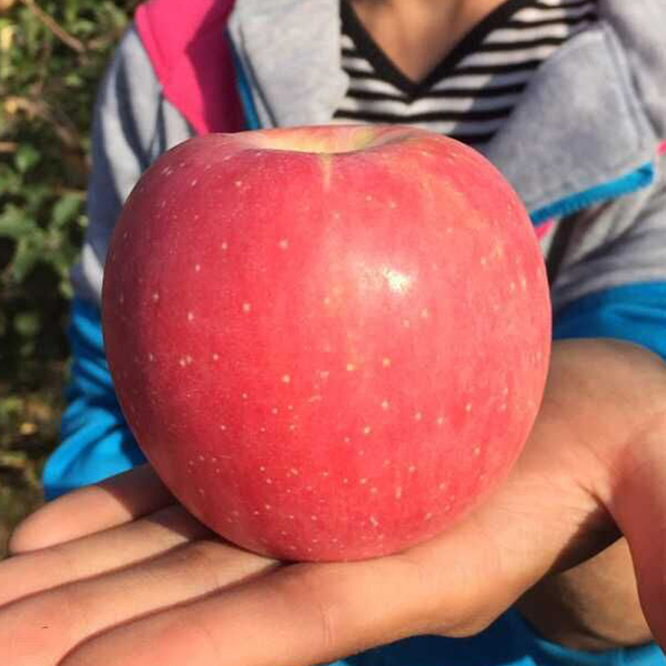 【精美试吃装】精品纸袋红富士 脆甜苹果 果园现摘水果不打蜡包邮