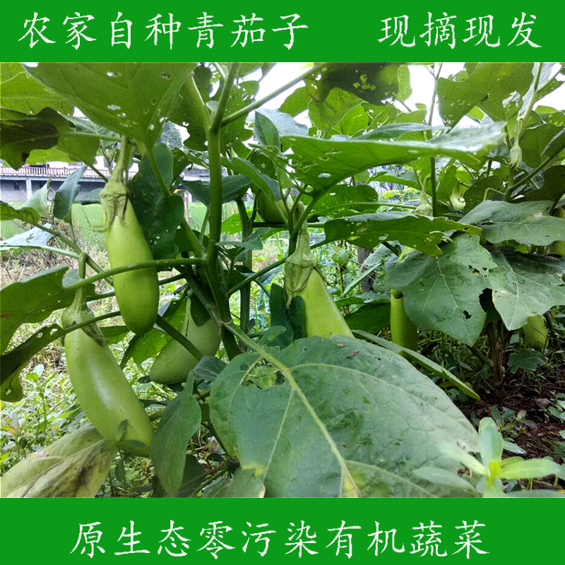 农家自种新鲜青茄子绿茄青长茄原生态零污染绿色有机蔬菜无公害