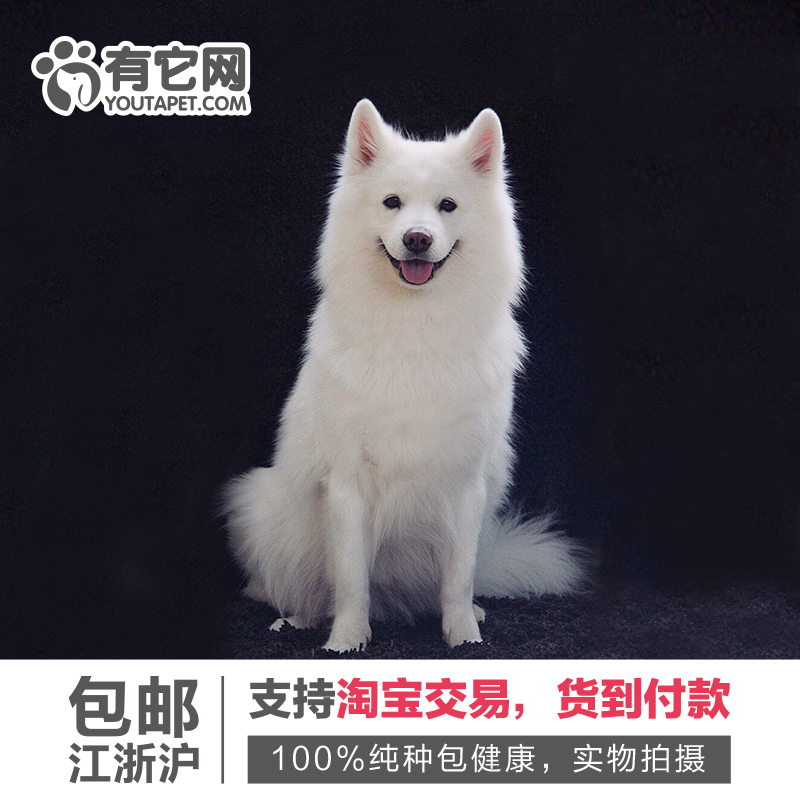 有它网 宠物狗狗萨摩耶犬幼犬中大型雪橇犬出售活体纯种健康3折扣优惠信息