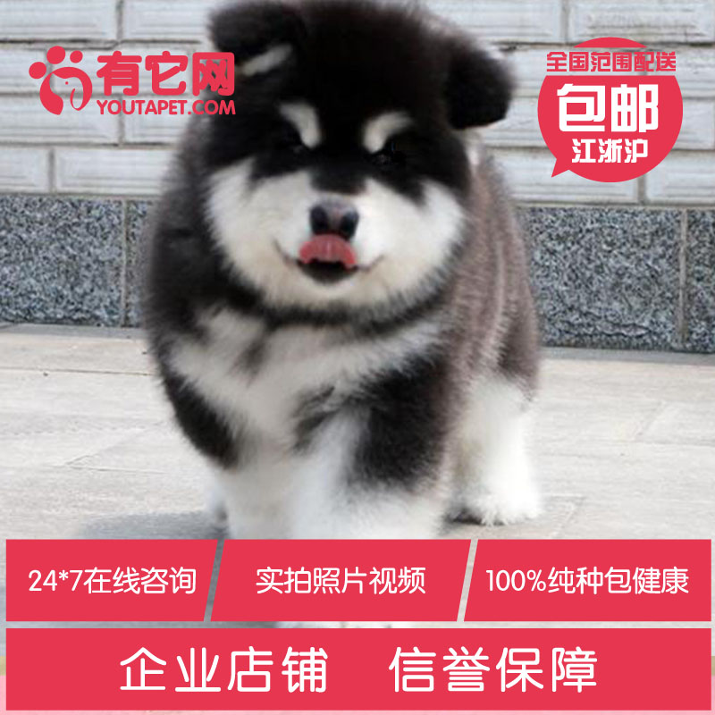 有它网宠物狗血统纯种巨型阿拉斯加幼犬红黑大型活体雪橇犬出售14