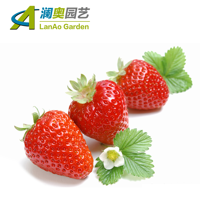 四季草莓种子盆栽草莓种子高出芽率有机蔬菜瓜果种植阳台绿色菜园折扣优惠信息