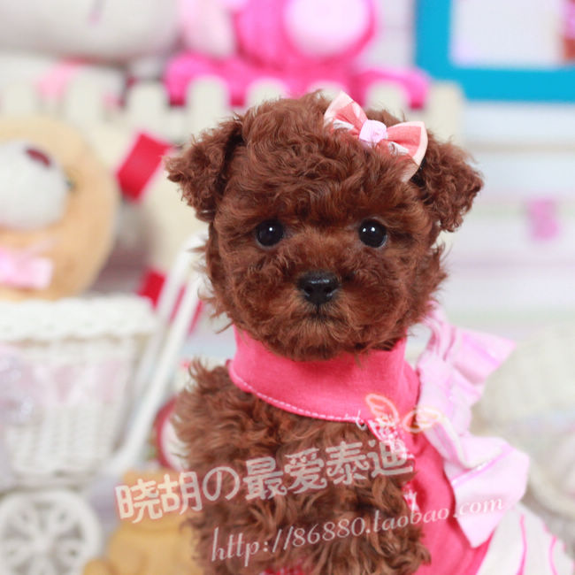 【小胡】泰迪犬 纯种 幼犬出售 微小型 活体泰迪熊狗狗 宠物F15#